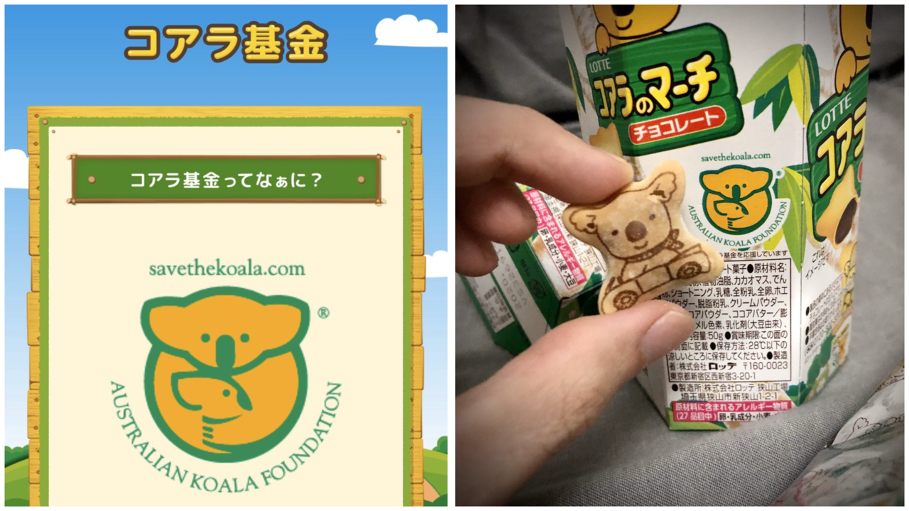 有日本网友在推特上分享,买乐天小熊饼也可以为拯救澳洲无尾熊尽一份心力。 图/Twi...